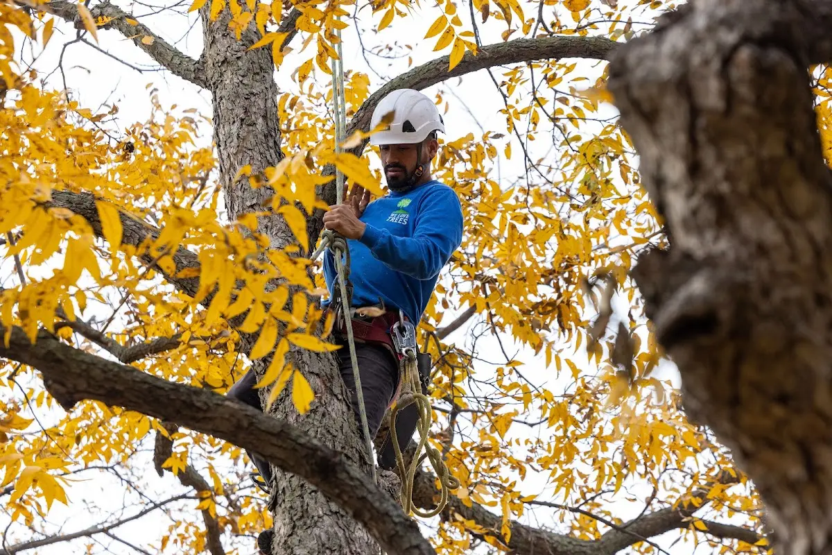 Skilled Tree Transplanting crew working in Bly