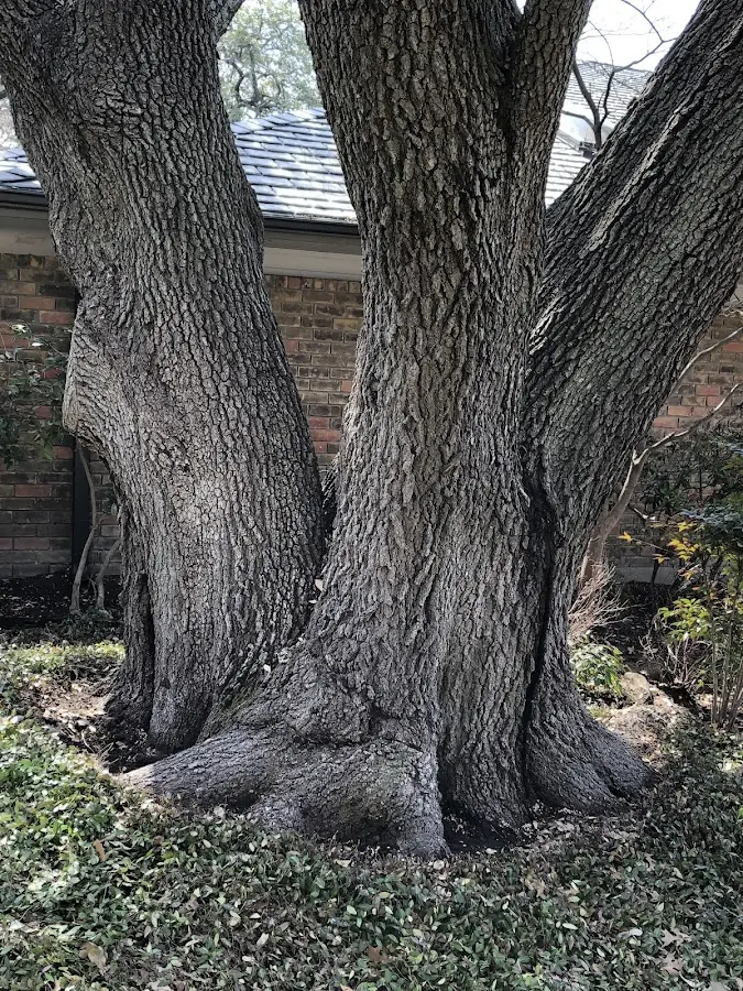 Mature heritage tree close to a Bly property cared for by certified arborists